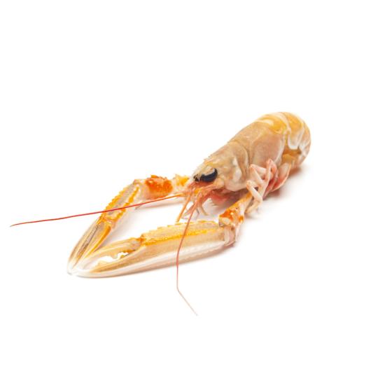 LANGOUSTINE 10/15 CôTE OUEST ECOSSE PêCHéE EN ATLANTIQUE NORD EST COLIS 3 KG PACK DE 3