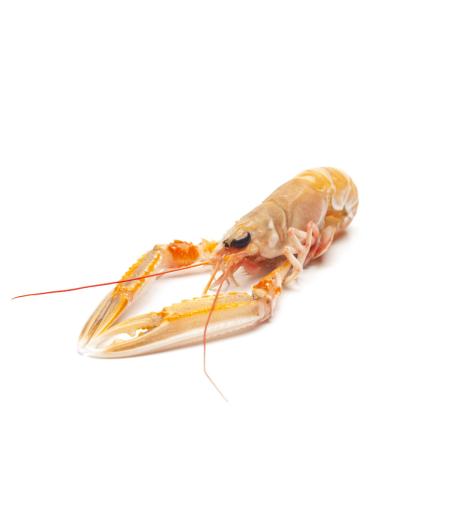 LANGOUSTINE 10/15 CôTE OUEST ECOSSE PêCHéE EN ATLANTIQUE NORD EST COLIS 3 KG PACK DE 3
