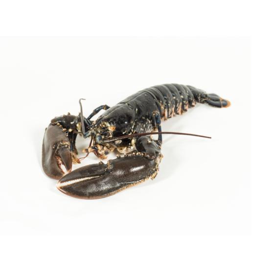 HOMARD EUROPéEN CALIBRE 600/800 PêCHé EN ATLANTIQUE NORD-EST