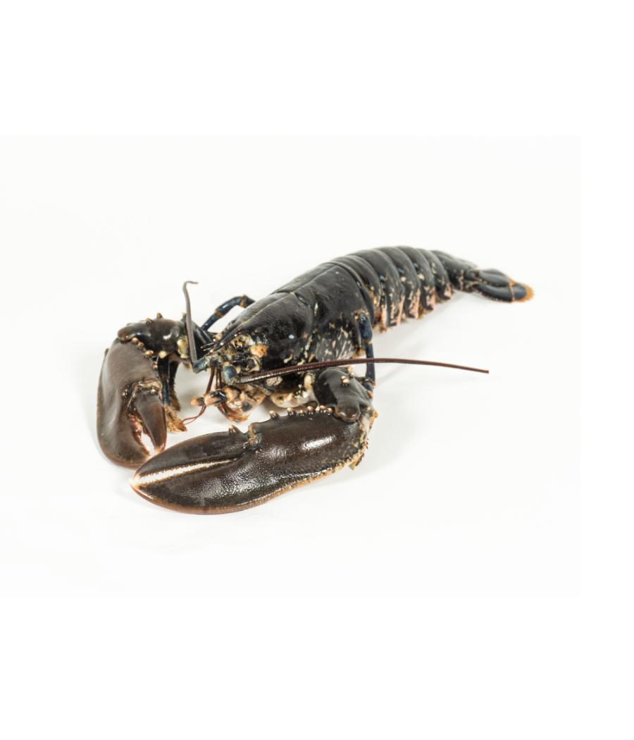 HOMARD EUROPéEN CALIBRE 600/800 PêCHé EN ATLANTIQUE NORD-EST HOMARD EUROPéEN CALIBRE 600/800 PêCHé EN ATLANTIQUE NORD-EST