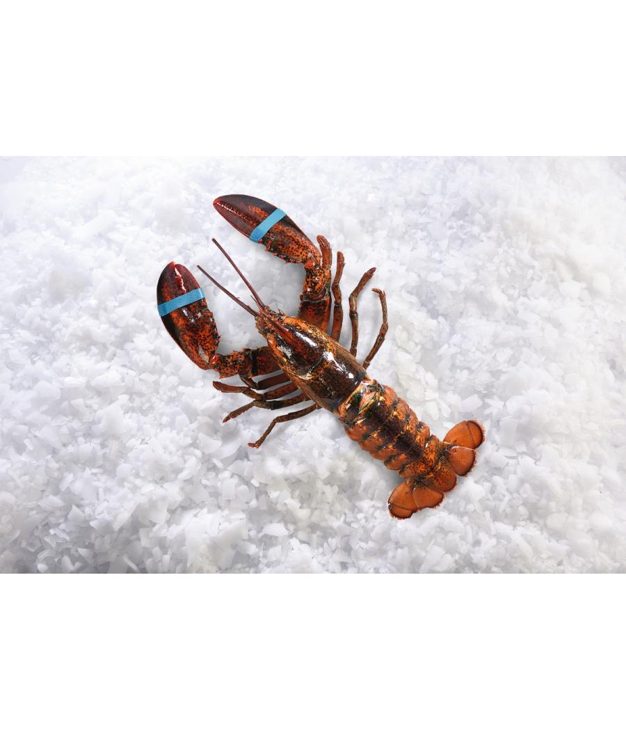 HOMARD MIX CALIBRE 400/670 PêCHé EN ATLANTIQUE NORD-OUEST HOMARD MIX CALIBRE 400/670 PêCHé EN ATLANTIQUE NORD-OUEST