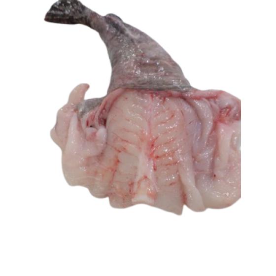 LOTTE CALIBRE 2/4 PêCHE EN MER OCéAN ATLANTIQUE NORD-EST COLIS DE 3KG PACK DE 3