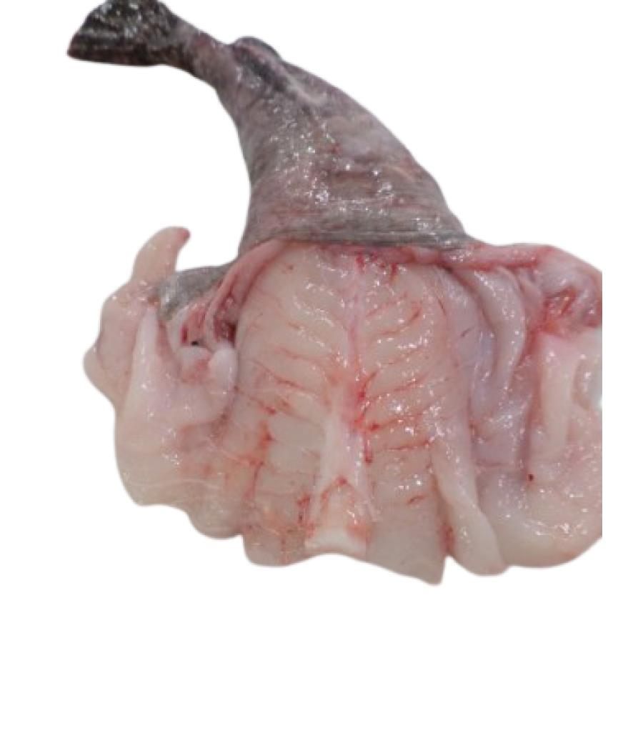 LOTTE CALIBRE 2/4 PêCHE EN MER OCéAN ATLANTIQUE NORD-EST COLIS DE 3KG PACK DE 3 LOTTE CALIBRE 2/4 PêCHE EN MER OCéAN ATLANTIQUE NORD-EST COLIS DE 3KG PACK DE 3