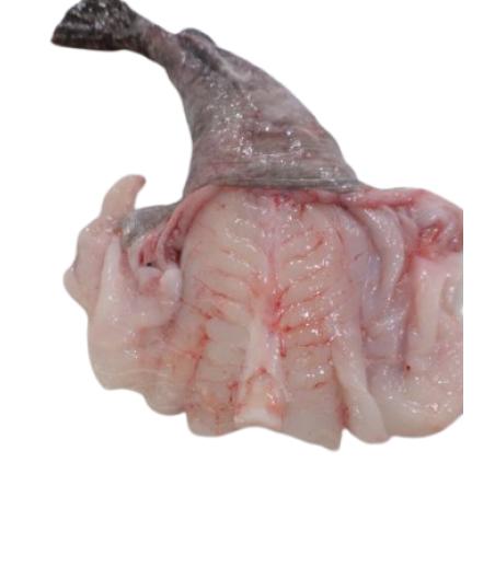 LOTTE CALIBRE 2/4 PêCHE EN MER OCéAN ATLANTIQUE NORD-EST COLIS DE 3KG PACK DE 3