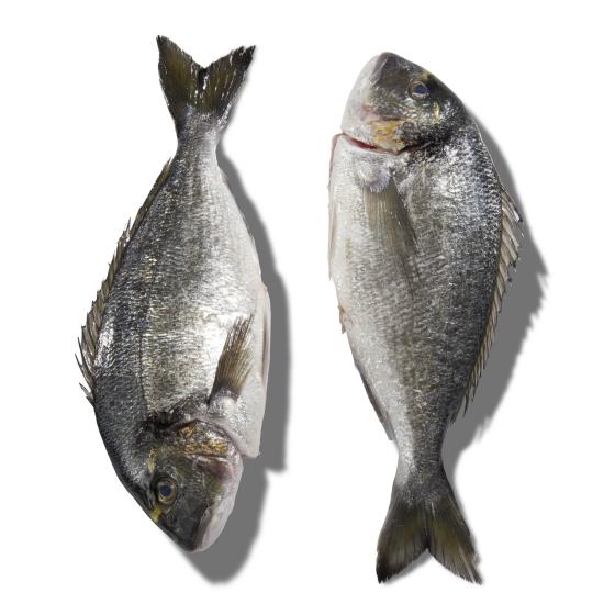 DAURADE ROYALE CALIBRE 2/3 PêCHE EN MER OCéAN ATLANTIQUE NORD-EST COLIS DE 2,5KG PACK DE 2.5