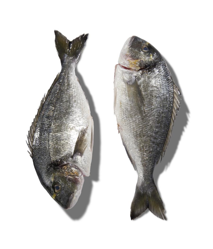 DAURADE ROYALE CALIBRE 2/3 PêCHE EN MER OCéAN ATLANTIQUE NORD-EST COLIS DE 2,5KG PACK DE 2.5 DAURADE ROYALE CALIBRE 2/3 PêCHE EN MER OCéAN ATLANTIQUE NORD-EST COLIS DE 2,5KG PACK DE 2.5