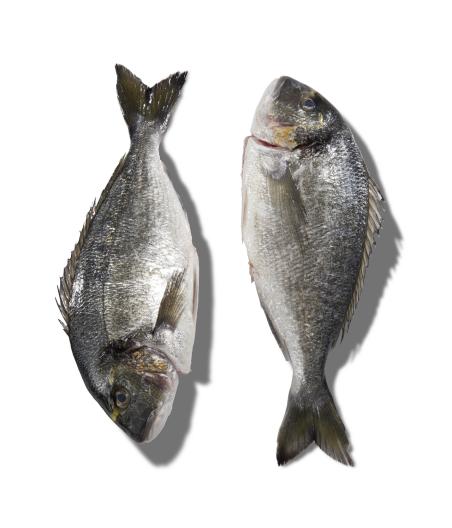DAURADE ROYALE CALIBRE 2/3 PêCHE EN MER OCéAN ATLANTIQUE NORD-EST COLIS DE 2,5KG PACK DE 2.5