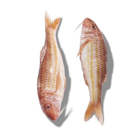 ROUGET BARBET FRITURE PêCHE EN MER MER NOIRE ET MéDITERRANNéE COLIS DE 4KG PACK DE 4