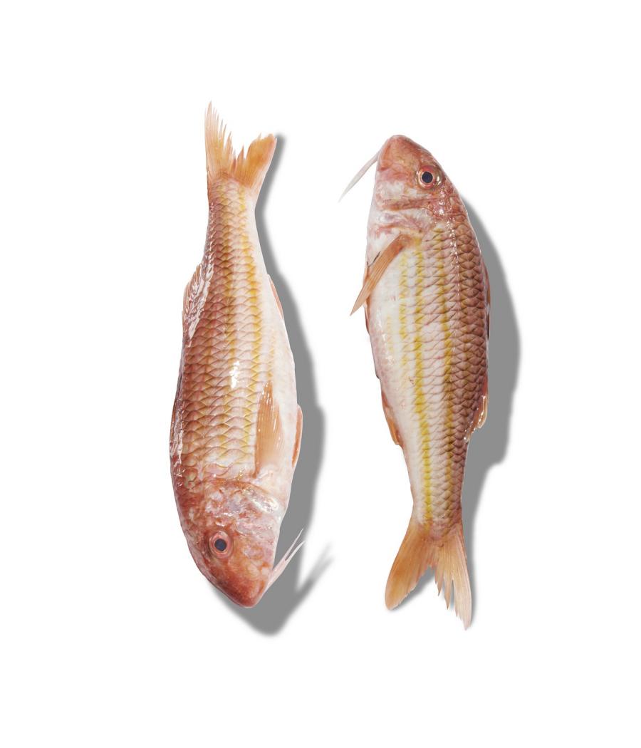 ROUGET BARBET FRITURE PêCHE EN MER MER NOIRE ET MéDITERRANNéE COLIS DE 4KG PACK DE 4 ROUGET BARBET FRITURE PêCHE EN MER MER NOIRE ET MéDITERRANNéE COLIS DE 4KG PACK DE 4