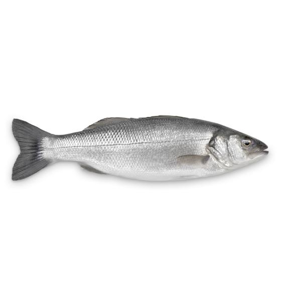 BAR DE LIGNE CALIBRE 5/6 PêCHE EN MER OCéAN ATLANTIQUE NORD-EST COLIS DE 5,5KG PACK DE 5.5