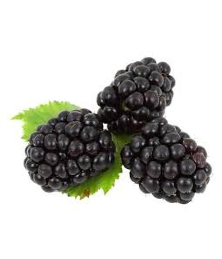 MûRE CATEGORIE 1. ORIGINE : UE BARQUETTE DE 0,125 KG VENDU PAR PACK DE 10 PIèCES PACK DE 10 MûRE CATEGORIE 1. ORIGINE : UE BARQUETTE DE 0,125 KG VENDU PAR PACK DE 10 PIèCES PACK DE 10