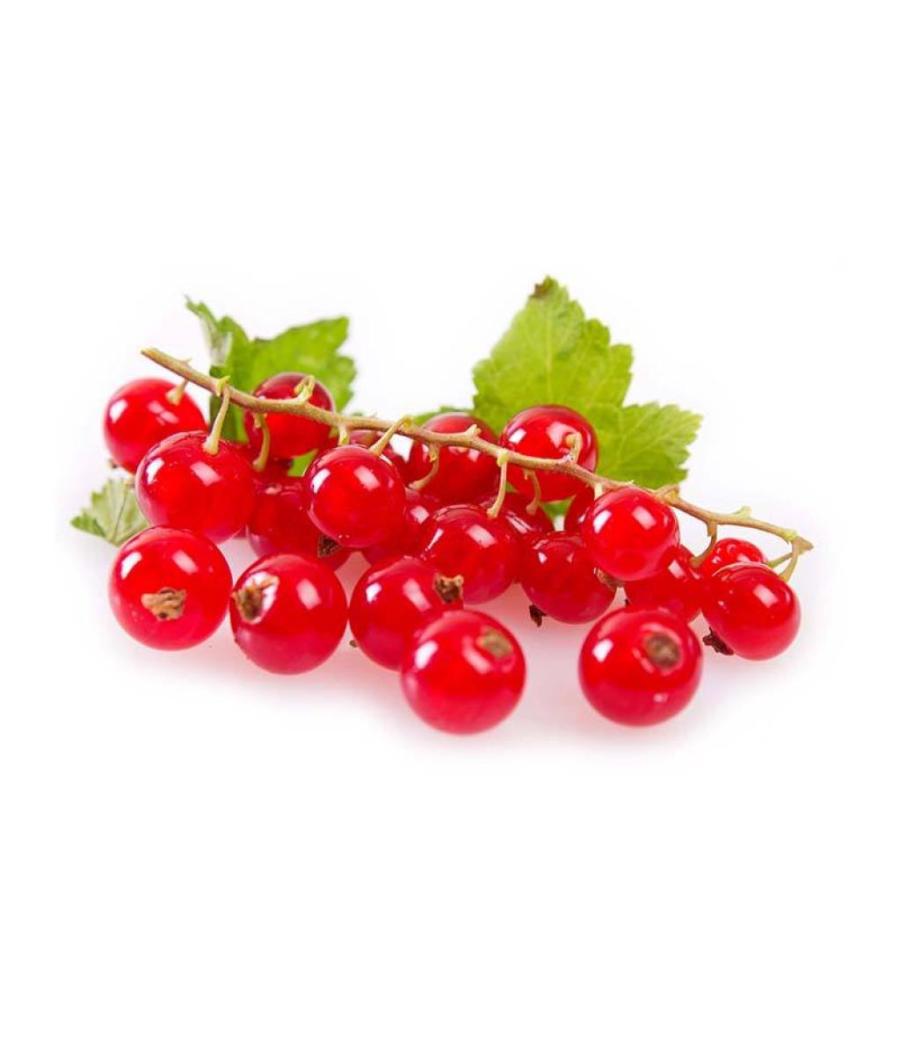 GROSEILLE CATEGORIE 1. ORIGINE : UE BARQUETTE DE 0,125 KG VENDU PAR PACK DE 10 PIèCES PACK DE 10 GROSEILLE CATEGORIE 1. ORIGINE : UE BARQUETTE DE 0,125 KG VENDU PAR PACK DE 10 PIèCES PACK DE 10