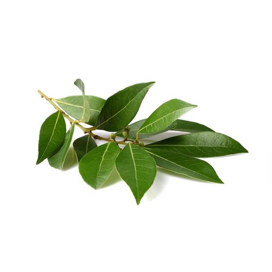 LAURIER FRAIS ORIGINE UE BARQUETTE DE 0,03 KG VENDU PAR PACK DE 30 PIèCES PACK DE 30