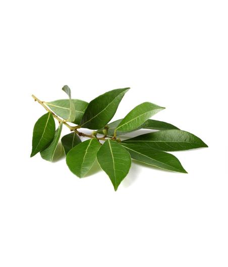 LAURIER FRAIS ORIGINE UE BARQUETTE DE 0,03 KG VENDU PAR PACK DE 30 PIèCES PACK DE 30