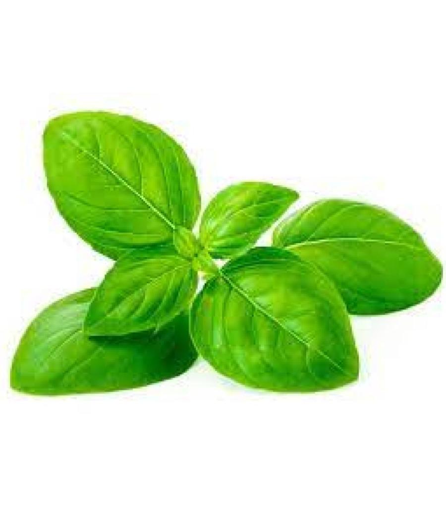 BASILIC FRAIS ORIGINE : UE BARQUETTE DE 0,03 KG VENDU PAR PACK DE 30 PIèCES PACK DE 30 BASILIC FRAIS ORIGINE : UE BARQUETTE DE 0,03 KG VENDU PAR PACK DE 30 PIèCES PACK DE 30