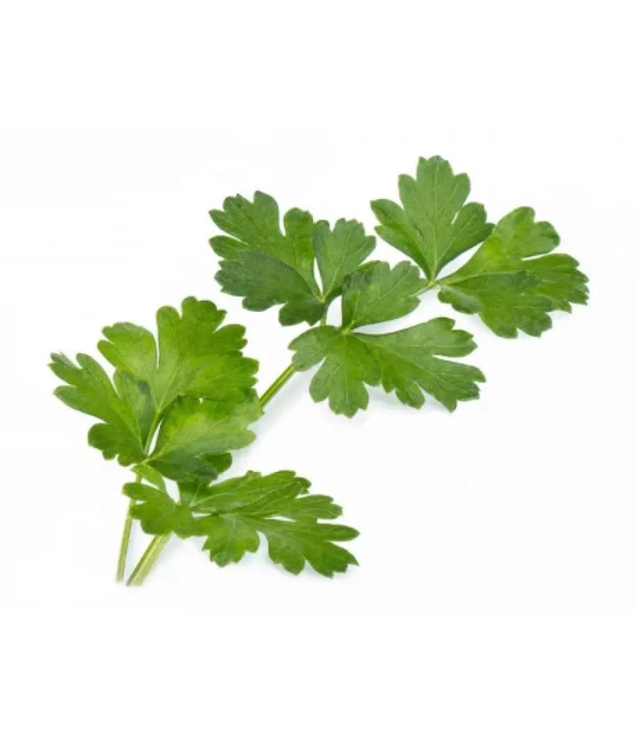 PERSIL PLAT FRAIS ORIGINE : UE BARQUETTE DE 0,03 KG VENDU PAR PACK DE 30 PIèCES PACK DE 30 PERSIL PLAT FRAIS ORIGINE : UE BARQUETTE DE 0,03 KG VENDU PAR PACK DE 30 PIèCES PACK DE 30