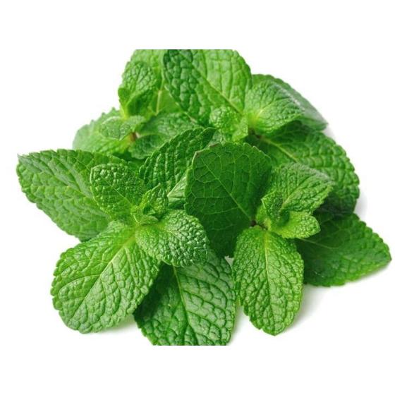 MENTHE FRAICHE ORIGINE : UE BARQUETTE DE 0,03 KG VENDU PAR PACK DE 30 PIèCES PACK DE 30