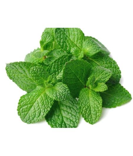 MENTHE FRAICHE ORIGINE : UE BARQUETTE DE 0,03 KG VENDU PAR PACK DE 30 PIèCES PACK DE 30
