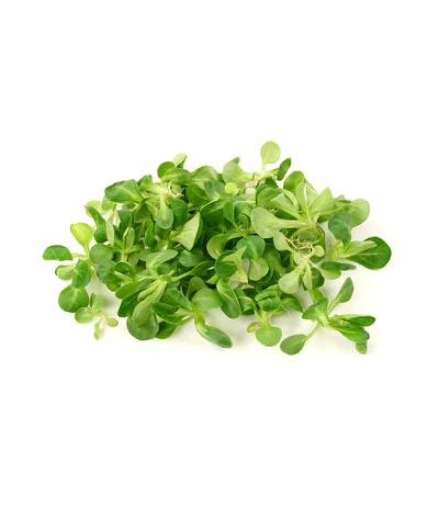 MâCHE BOIS ORIGINE FRANCE BARQUETTE DE 0,15 KG VENDU PAR PACK DE 8 PIèCES PACK DE 8 MâCHE BOIS ORIGINE FRANCE BARQUETTE DE 0,15 KG VENDU PAR PACK DE 8 PIèCES PACK DE 8