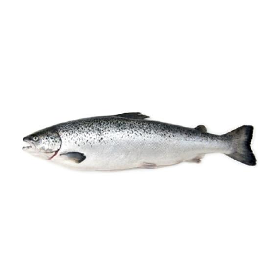FILIERE SAUMON CALIBRE 5/6 éLEVAGE ECOSSE