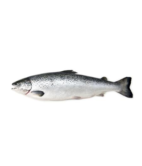 FILIERE SAUMON CALIBRE 5/6 éLEVAGE ECOSSE