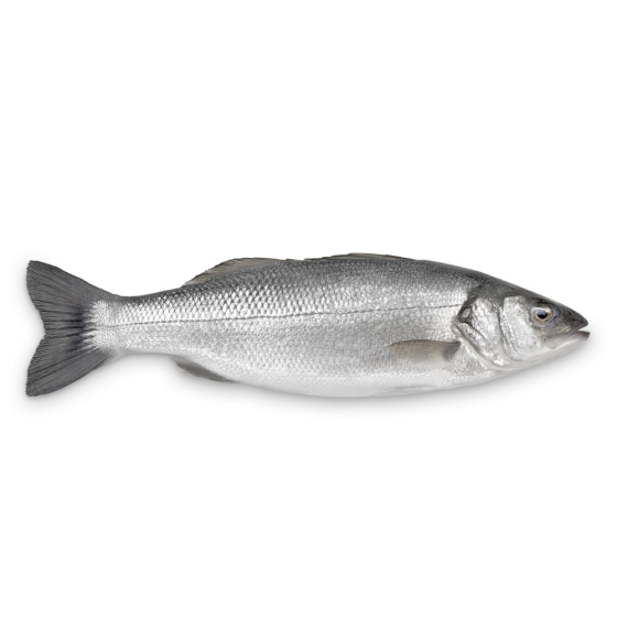 FILIERE BAR FILIERE CALIBRE 1500/2000 éLEVAGE GRèCE PACK DE 2