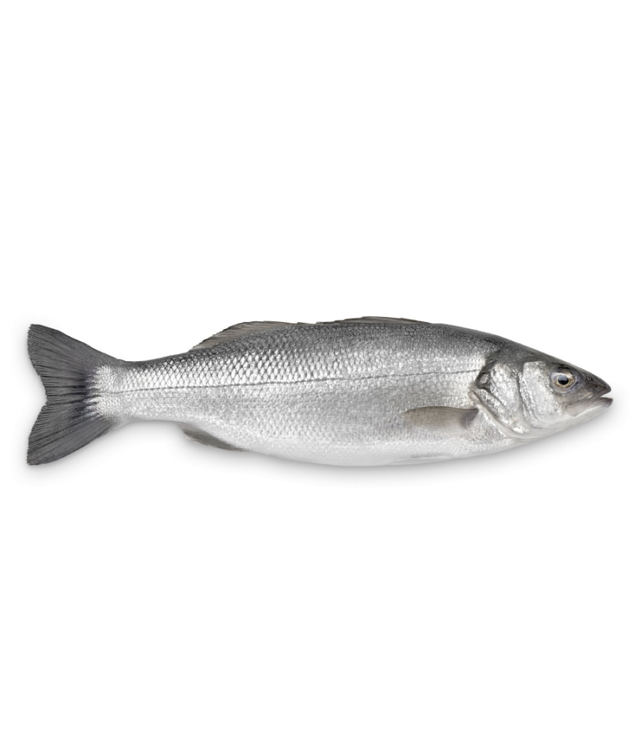 FILIERE BAR FILIERE CALIBRE 1500/2000 éLEVAGE GRèCE PACK DE 2 FILIERE BAR FILIERE CALIBRE 1500/2000 éLEVAGE GRèCE PACK DE 2