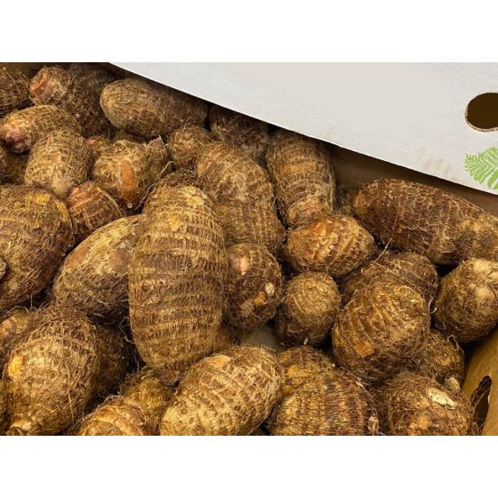 TARO ORIGINE : COSTA RICA PACK DE 15