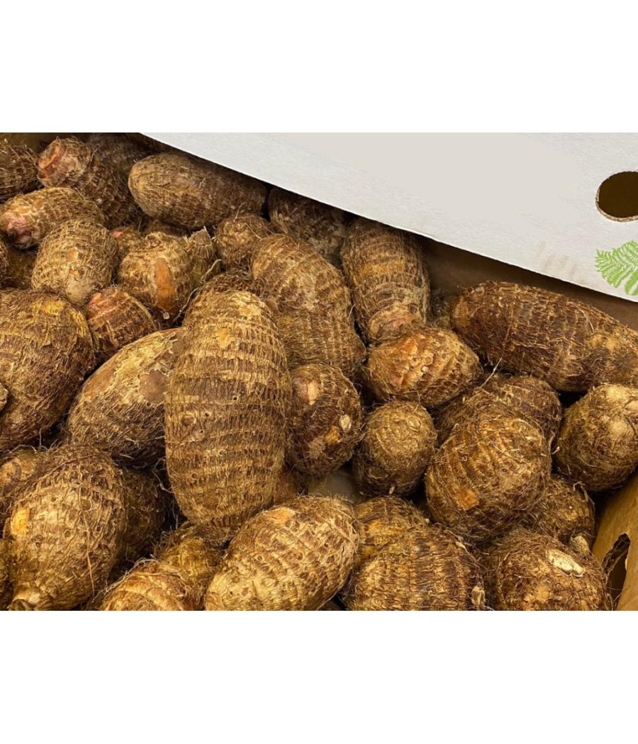 TARO ORIGINE : COSTA RICA PACK DE 15 TARO ORIGINE : COSTA RICA PACK DE 15