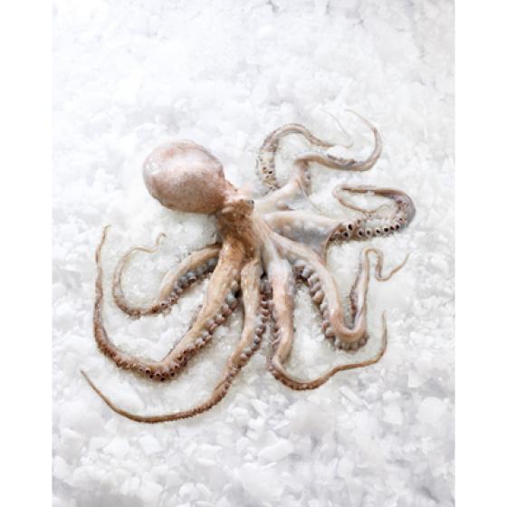 POULPE DE ROCHE CALIBRE 2/+ PêCHé EN ATLANTIQUE NORD-EST PACK DE 3