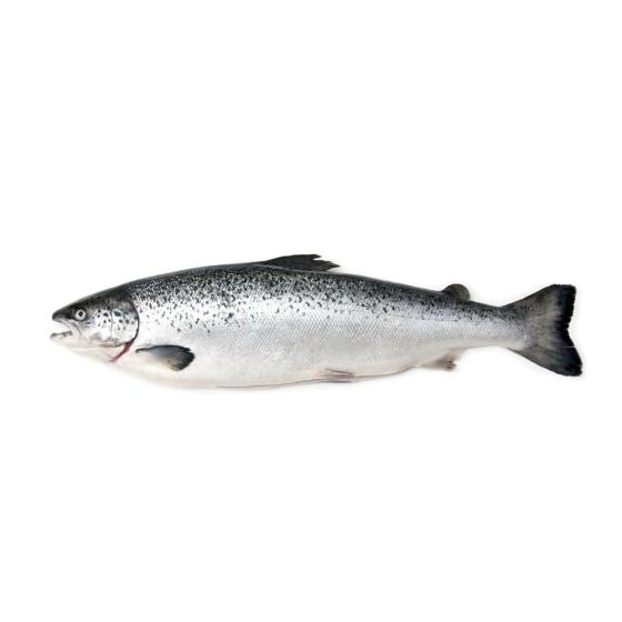 SAUMON CALIBRE 8/9 éLEVAGE ECOSSE PACK DE 8.5