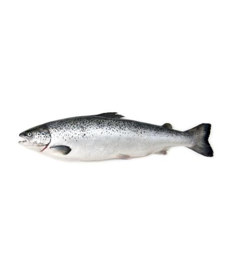 SAUMON CALIBRE 8/9 éLEVAGE ECOSSE PACK DE 8.5